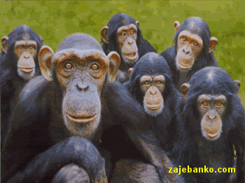 zabavna animacija: majmuni kao političari
