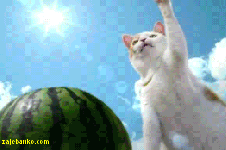 Kung Fu mačka - zabavna animacija