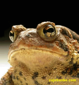 smiješna animacija: žaba krastača