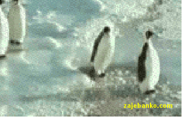 smiješna gif animacija: pingvini