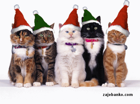 smiješna animacija: mačka u božićnom izdanju