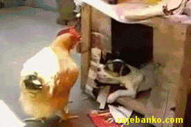 smiješni gifovi: pas i kokoš