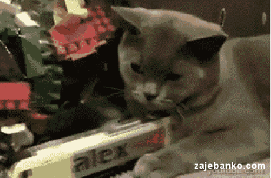 smiješna animacija lijena mačka