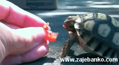 besplatne animacije: kornjača jede jagodu