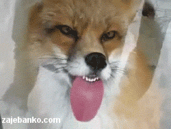 smiješna animacija: lisica