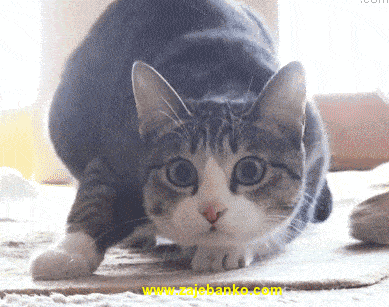 smijšna animacija: mačka se sprema za napad