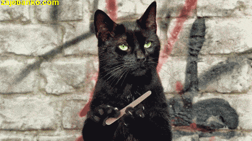 gif animacija: crna mačka brusi nokte