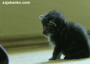 smiješna animacija: mali mačić