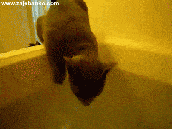 gif animacija: mačka mrzi vodu