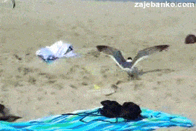 smiješna animacija: galeb na plaži
