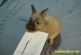 smiješne pokretne slike: zec otvara poštu