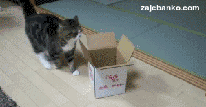 gif animacija: mačka u kutiji