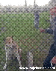 smiješna animacija: pas se rukuje