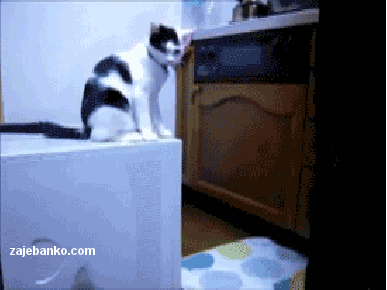 gif animacija: zajebana mačka