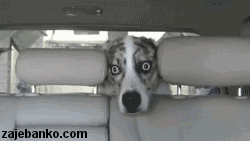 smiješna animacija: pas gleda zbunjeno