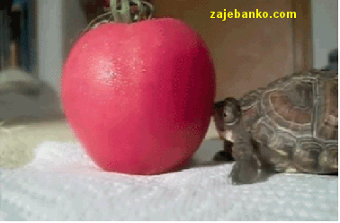 zavavna animacija: kornjača i rajčica