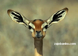 gif slika: antilopa preživa
