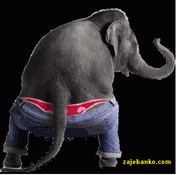 gif slike: slon pleše