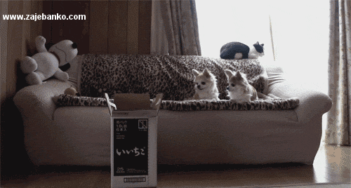 smiješna animacija: mačka skače u kutiju