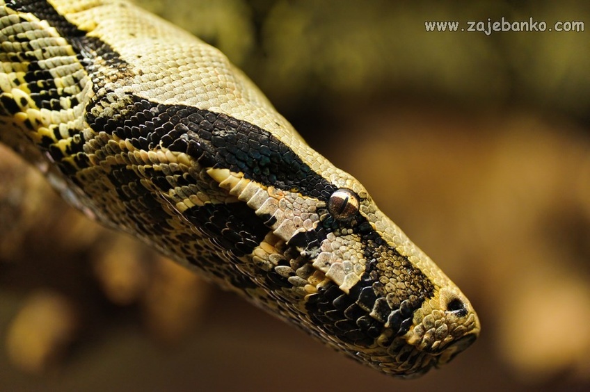 Fascinantne slike zmija