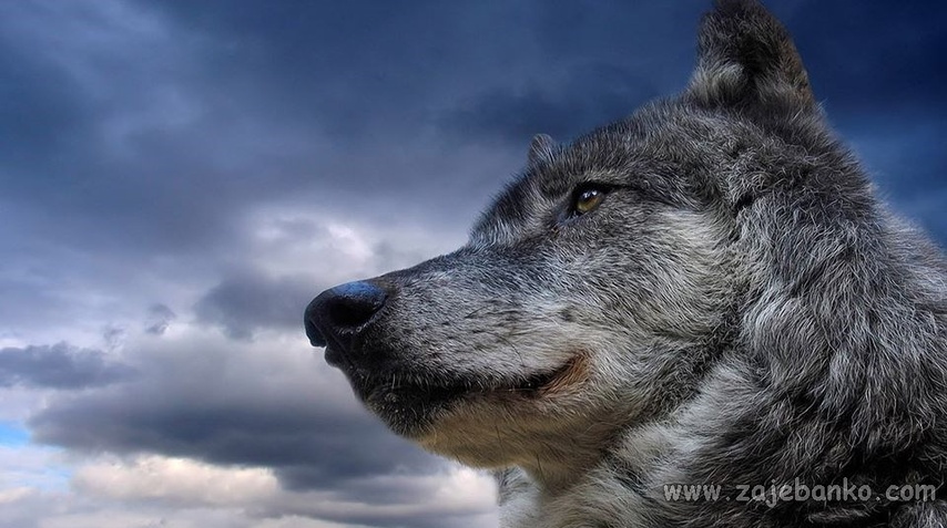 Najljepše slike divljih životinja - vuk