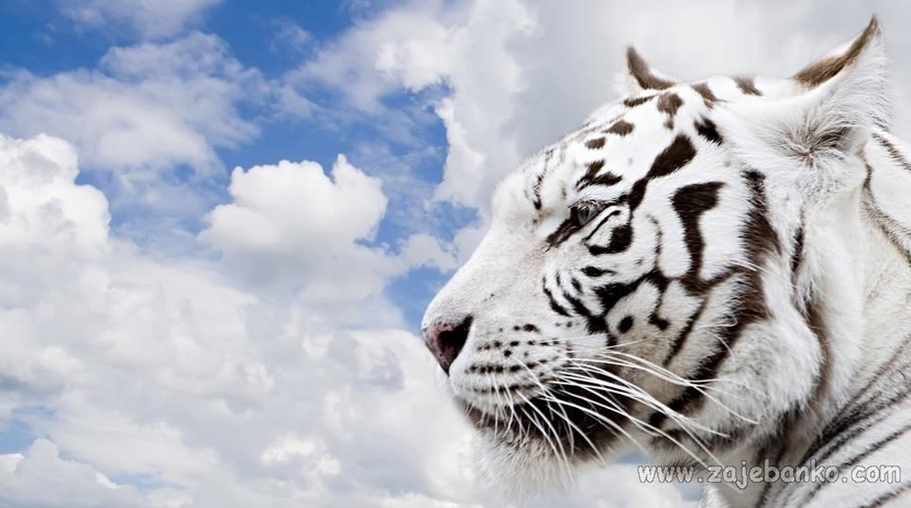 Netaknuta divljina - sibirski tigar