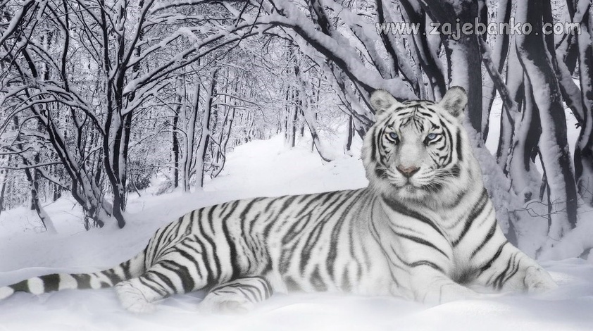 Fotografije divljih životinja - sibirski tigar