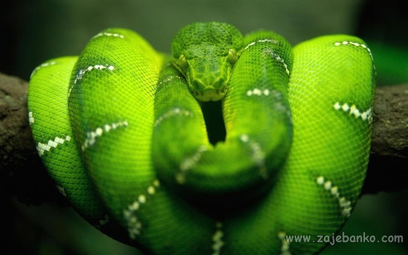 Fascinantne slike životinja - zmije