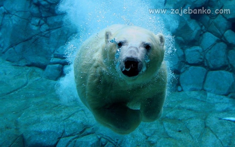 Carstvo divljine - polarni medvjed