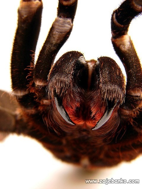 Slike najvećih i najljepših paukova na svijetu