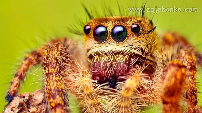 Slike fascinantnih životinja - pauci