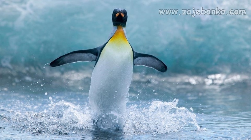 Netaknuta neukroćena priroda - svijet pingvina