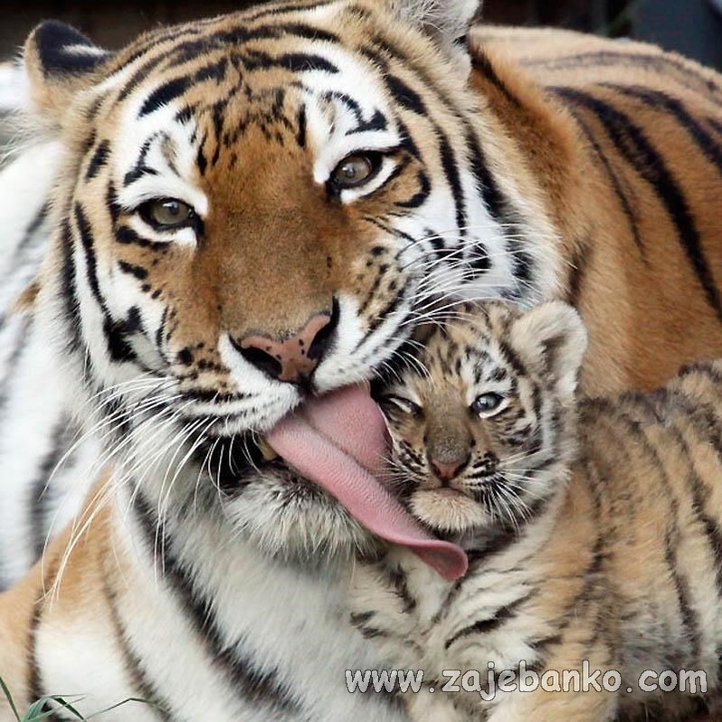 Slike slatkih životinja: tigrić