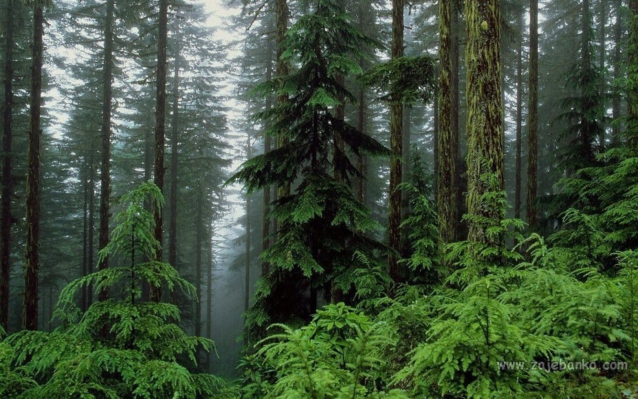 Prekrasne šume