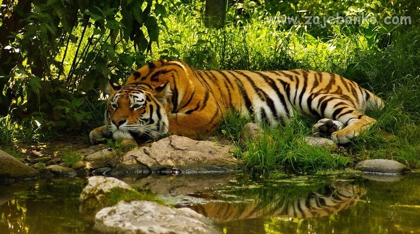 Fotografije divljih životinja - tigar