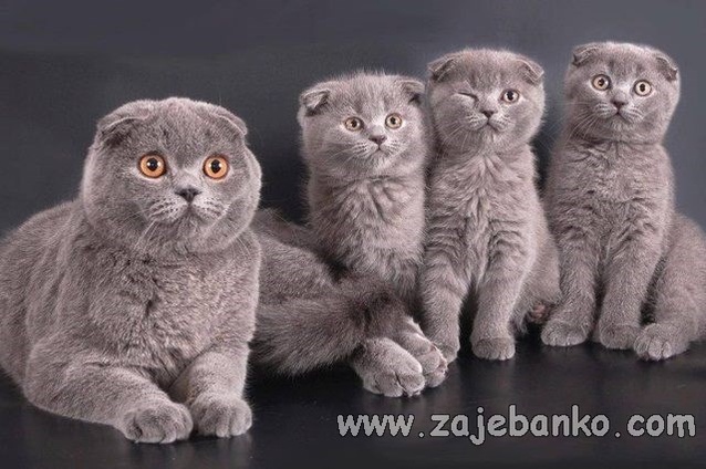 Slatke životinje: mačka i mačići