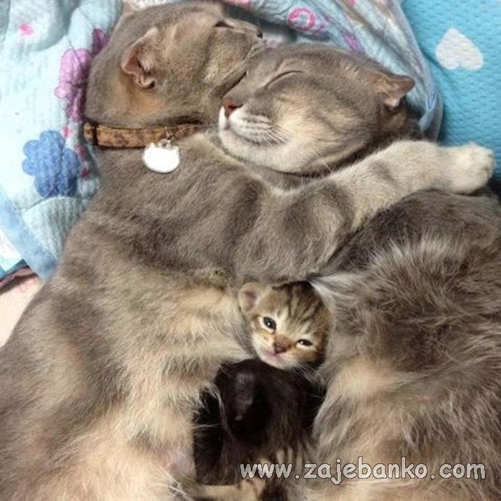 Slike slatkih životinja: mačja obitelj