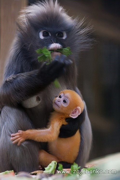 Preslatke životinjice: mali majmunčići