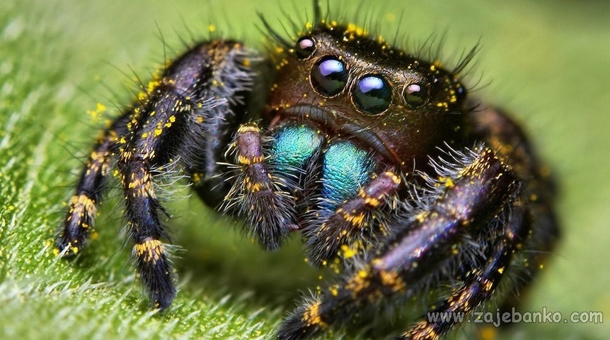 Prekrasne slike životinja - pauk