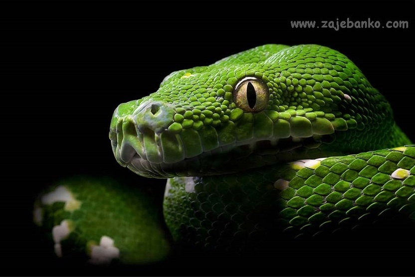 Fascinantne slike zmija