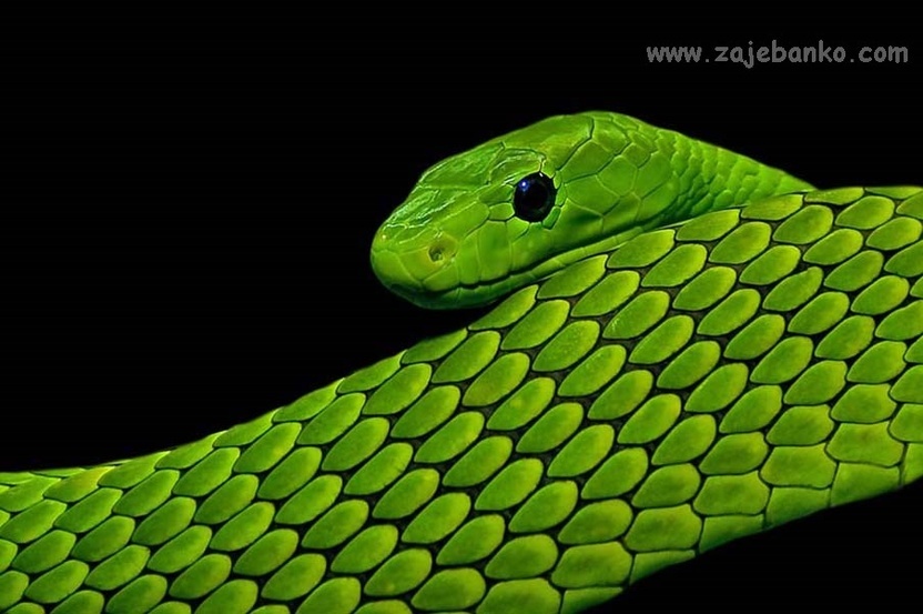 Najljepše fotografije zmija