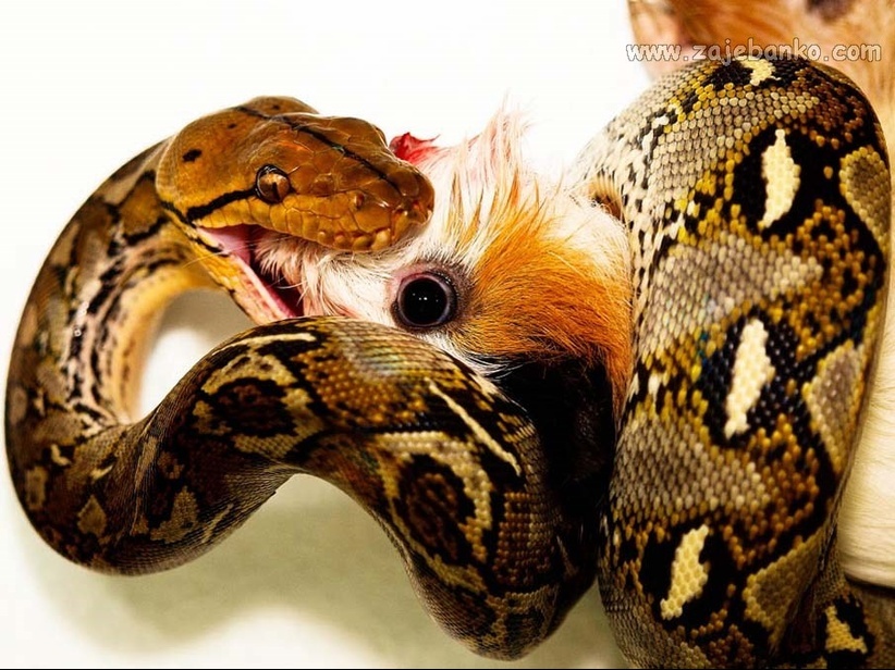 Fascinantne slike iz svijeta zmija