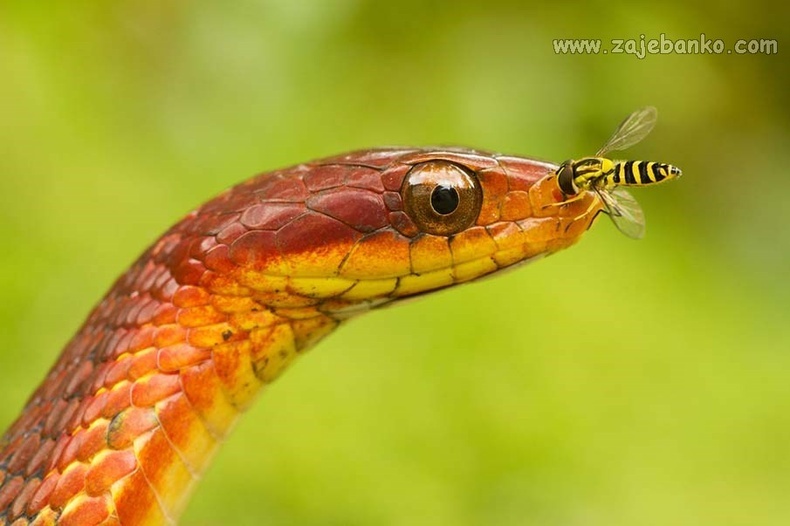 Fascinantni trenuci iz zmijskog svijeta