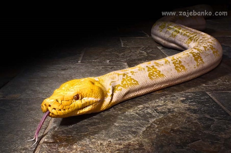 Najljepše zmije svijeta