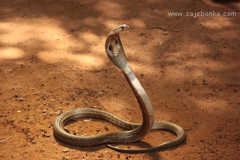 Najstrašnije zmije otrovnice