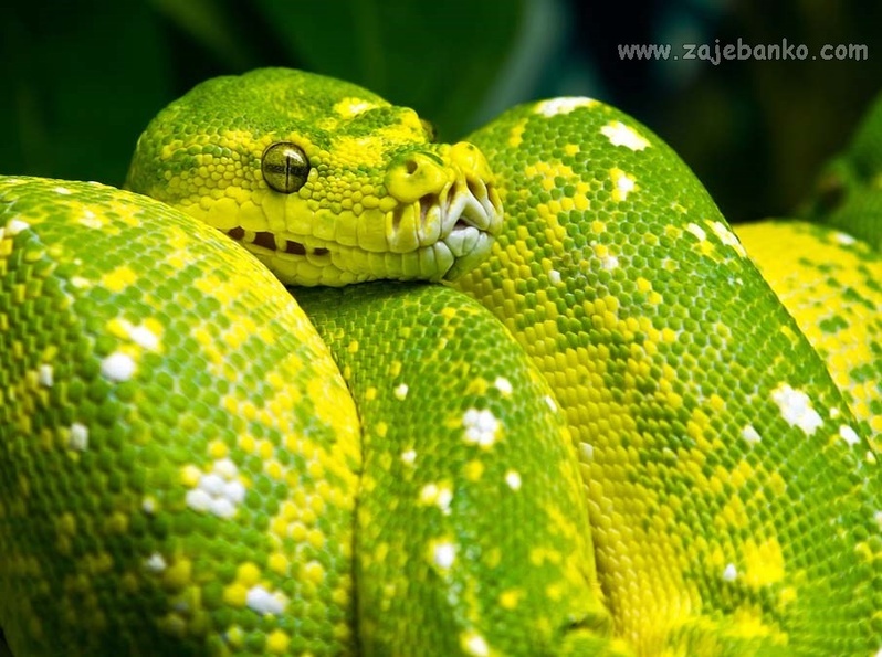 Slike najljepših zmija