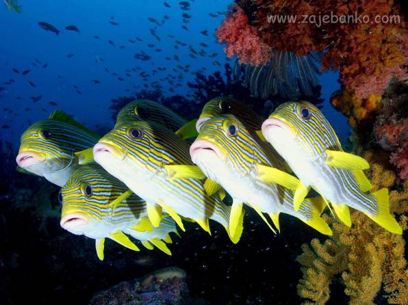 Životinje iz morskih dubina - ljepota boja i oblika