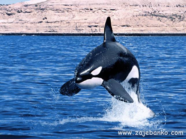 Veličanstvene morske životinje - kit ubojica ili orka