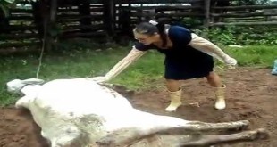 Krava nokautirala ženu kopitom u glavu