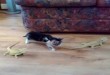 Mačka i gušteri - smiješni klipovi